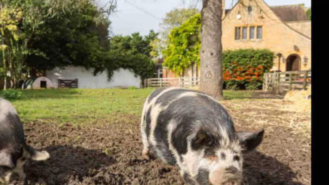 Piglet Cottage Pebworth Exteriör bild